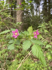 Rubus spectabilis