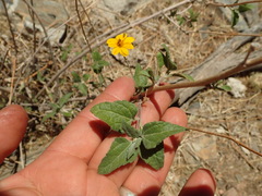 Bahiopsis triangularis