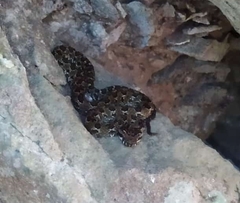 Ophryacus smaragdinus