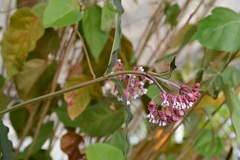 Asclepias pellucida