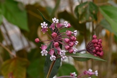 Asclepias pellucida