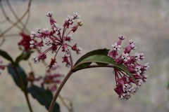 Asclepias pellucida