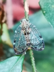 Nogodininae