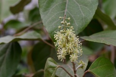 Croton guatemalensis