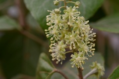 Croton guatemalensis