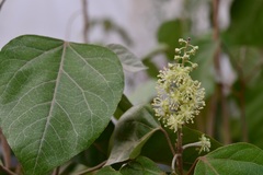 Croton guatemalensis