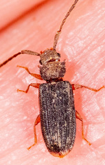 Uleiota dubia