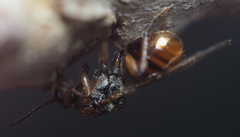 Callirhytis ellipsoida