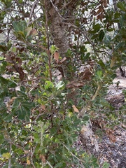 Banksia ilicifolia