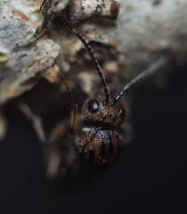 Callirhytis ellipsoida