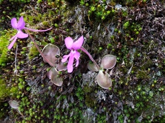 Pinguicula oblongiloba