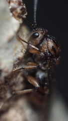 Callirhytis ellipsoida