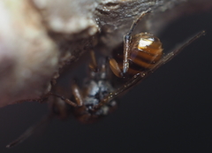 Callirhytis ellipsoida