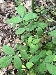 Agrimonia rostellata