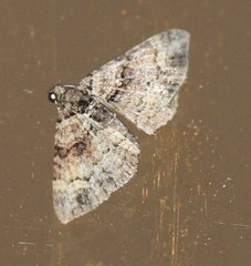 Eucymatoge peplodes
