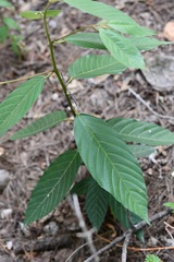 Frangula capreifolia