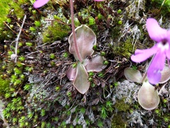Pinguicula oblongiloba
