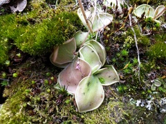 Pinguicula oblongiloba