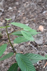 Frangula capreifolia