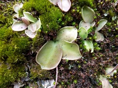 Pinguicula oblongiloba