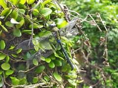 Anax nigrofasciatus