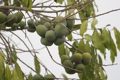 Olmediella betschleriana