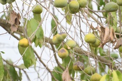 Olmediella betschleriana