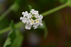 Lantana hispida