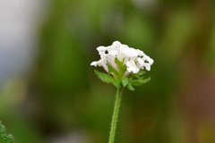 Lantana hispida