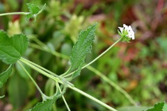 Lantana hispida
