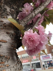 Prunus