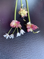 Allium