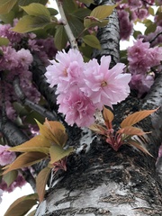 Prunus