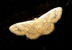Idaea pilosata