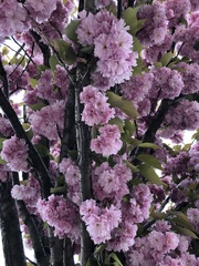 Prunus