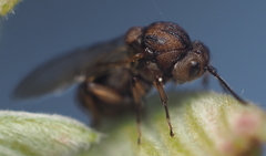 Callirhytis ellipsoida