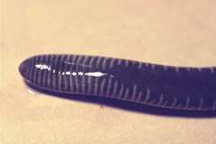 Gaboon Caecilian photo 4