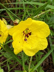 Oenothera berlandieri pinifolia