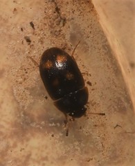 Mycetophagidae