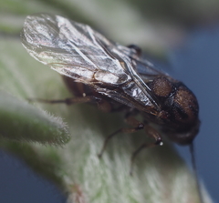 Callirhytis ellipsoida