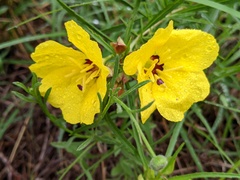 Oenothera berlandieri pinifolia