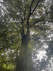 Beilschmiedia tawa