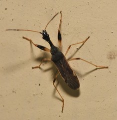 Myodocha serripes