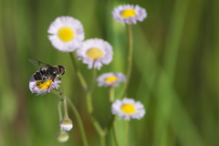 Eristalis saxorum