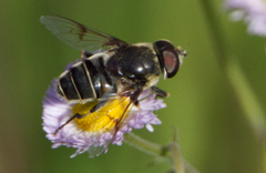 Eristalis saxorum