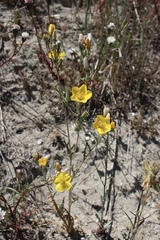 Mentzelia gracilenta