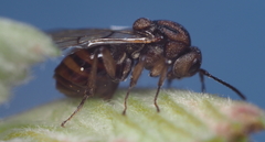 Callirhytis ellipsoida