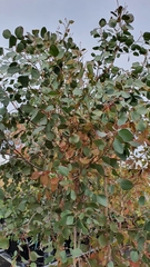Eucalyptus bosistoana