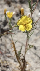 Mentzelia gracilenta