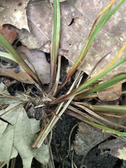 Carex planispicata